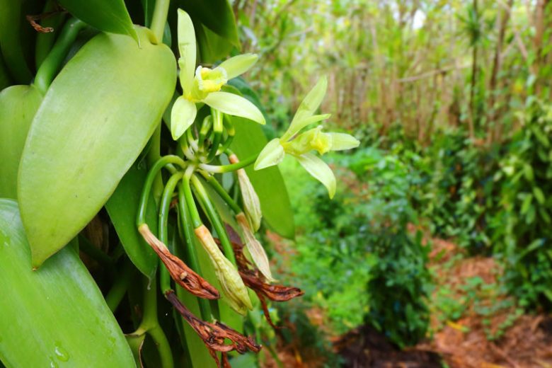 Vanilla planifolia, Commercial Vanilla, Flat Leaved Vanilla, Vanilla, Vanilla Vine, Vanilla fragrans, Vanilla Orchids, Fragrant Orchids, Easy Orchids, Easy to Grow Orchids