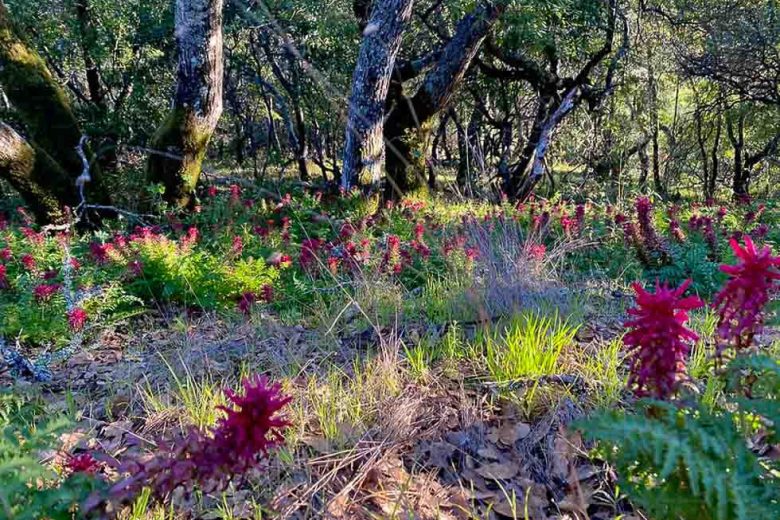 Pedicularis densiflora, Indian Warrior, Warrior's Plume, California Native Plants, California Native Perennial, Red flowers