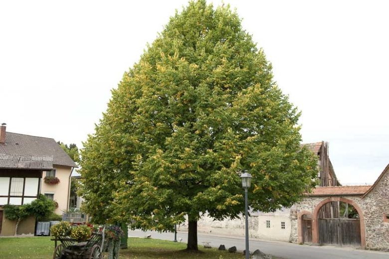Tilia platyphyllos, Large-Leaved Linden, Large-Leaved Lime, Largeleaf Linden, Broad-Leaved Lime, Deciduous Tree, Fall Color