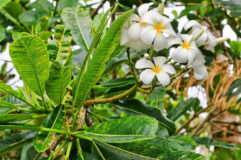 Plumeria obtusa, White Frangipani, Singapore Plumeria, Blunt-Nose Frangipani, Singapore Graveyard Flower, White flowers, Evergreen Shrubs, Fragrant Shrubs