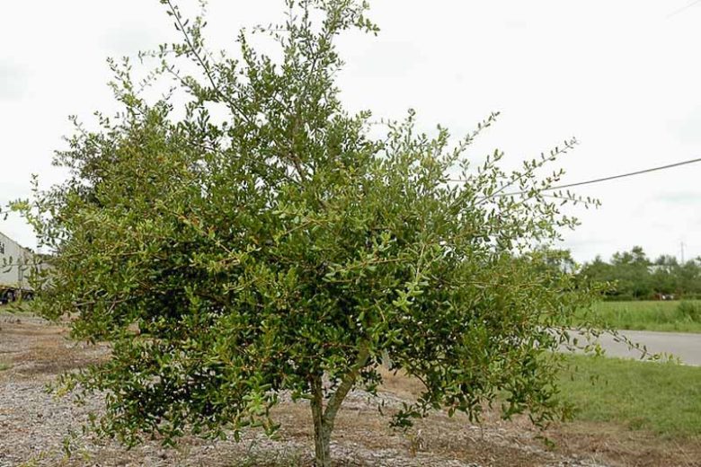 Quercus myrtifolia, Myrtle Oak, Evergreen Oak, Native Evergreen Tree, Native Florida Tree, Native Florida Oak