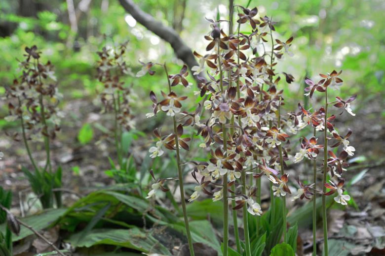 Calanthe discolor,Hardy Orchid, Japanese Hardy Orchid, Ebine, White flowers, Maroon Flowers