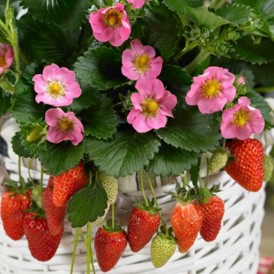 Fragaria Gasana, Everbearing Strawberry 'Gasana', Strawberry 'Gasana', evergreen shrub, Strawberries, Red Fruit, Pink flowers
