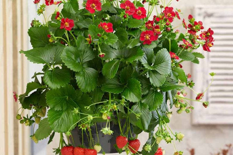 Fragaria Ruby Ann, Everbearing Strawberry 'Ruby Ann', Strawberry 'Ruby Ann', evergreen shrub, Strawberries, Red Fruit, Red flowers