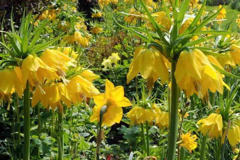 Fritillaria Imperialis, Crown Imperial, mid Spring bloom, Fritillaria Lutea Maxima, late Spring bloom, yellow crown imperial