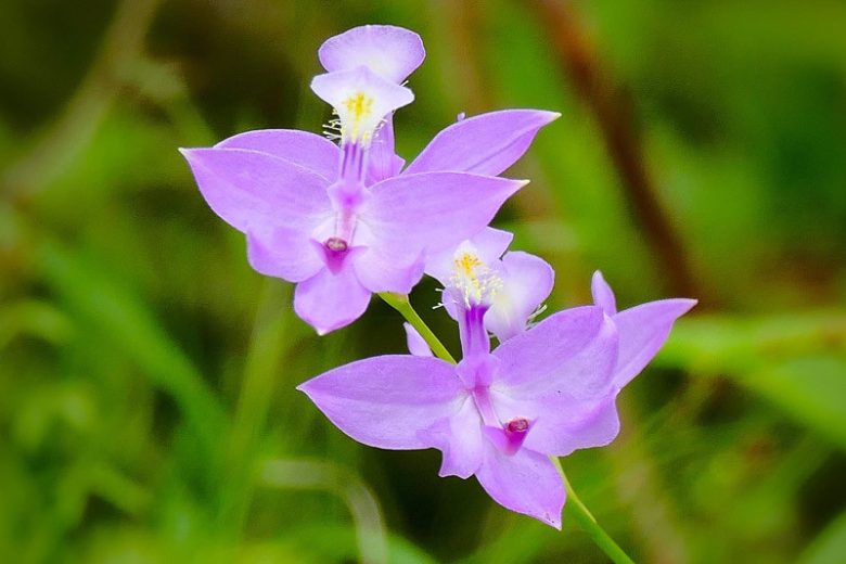 Calopogon tuberosus, Bearded Pink, Grass Pink Orchid, Meadow Pink, Swamp Pink, Tuberous Grass Pink, Grass Pink, Calopogon pulchellus,