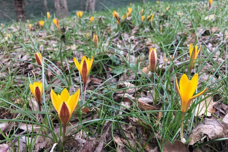 Crocus susianus 'Cloth of Gold', Cloth of Gold Crocus, Crocus 'Cloth of Gold', Crocus susianus, Crocus angustifolius, Spring Bulbs, Spring Flowers, Yellow Crocus