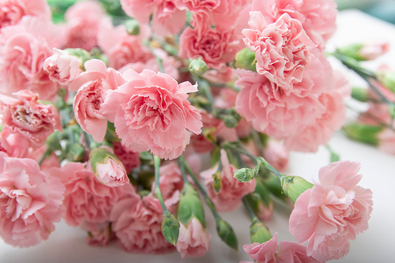 January Birth Flower, Carnation