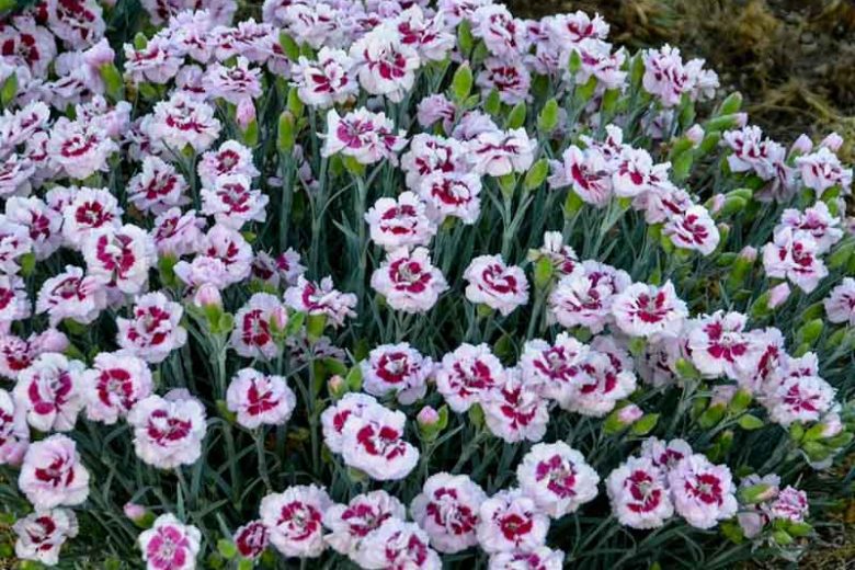 Dianthus 'Kiss and Tell', Pink 'Kiss and Tell', Kiss and Tell Pink, Pretty Poppers Series, Pink Flowers, Pink Dianthus, Pink Garden Pink, White Flowers, White Dianthus, White Garden Pink