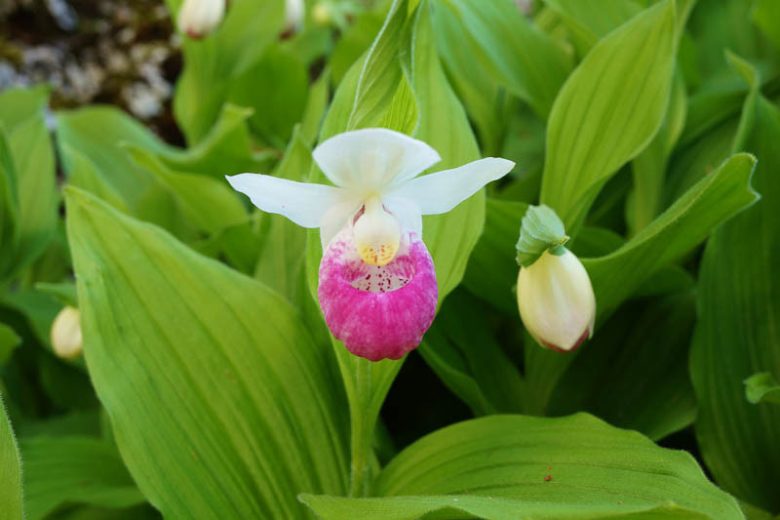 Cypripedium reginae, Showy Lady's Slipper, Pink Flowers, Hardy Orchids