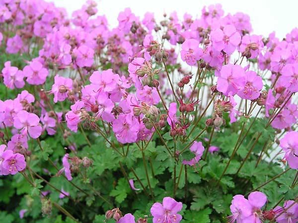 Geranium × cantabrigiense 'Karmina', Cranesbill 'Karmina', Hardy Geraniums, Best geraniums, Pink Geranium