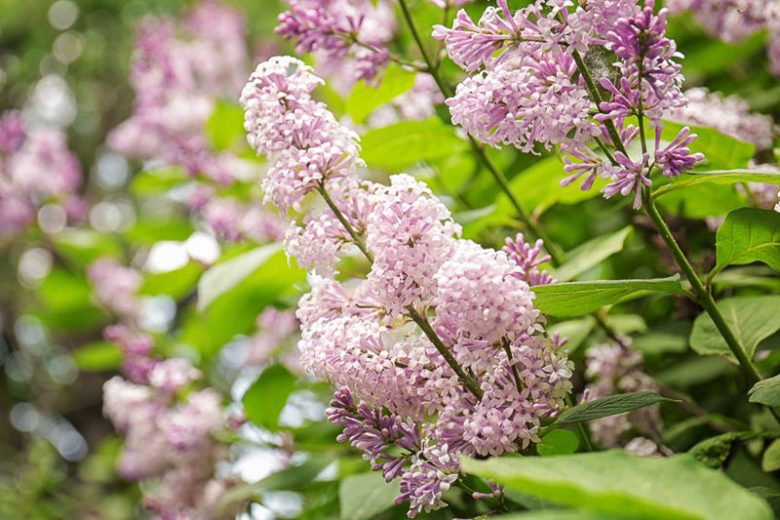 Lilac, Syringa, Lilac Care, Lilac Planting
