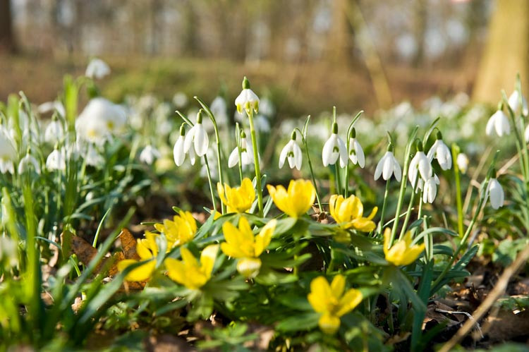 Galanthus, Galanthus Nivalis, Snowdrop, Common Snowdrop, Fair Maids of February, Little Sister of the Snows, Purification Flower, Candlemas Bells, Candlemas Lily, Common Bells, early flowering bulb, winter bulb, white flowering bulb