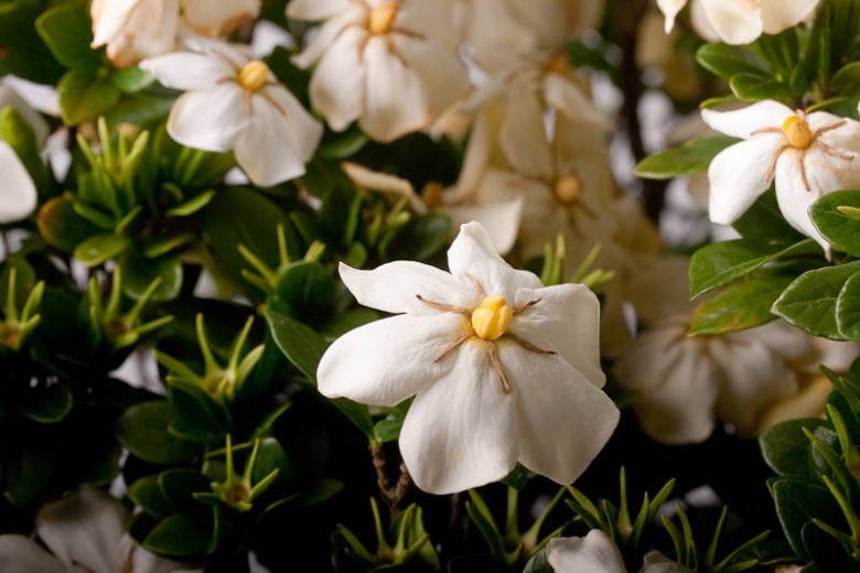 Gardenia jasminoides ScentAmazing™, Cape Jasmine ScentAmazing™, ScentAmazing™ Cape Jasmine, Cape Jessamine ScentAmazing™, Hardy Gardenia, Fragrant flowers, evergreen shrub, White flowers,