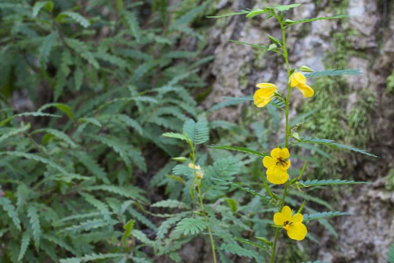Chamaecrista fasciculata, Partridge Pea, Sleepingplant, Sensitive Plant, Golden Cassia, Prairie Senna, Yellow flowers