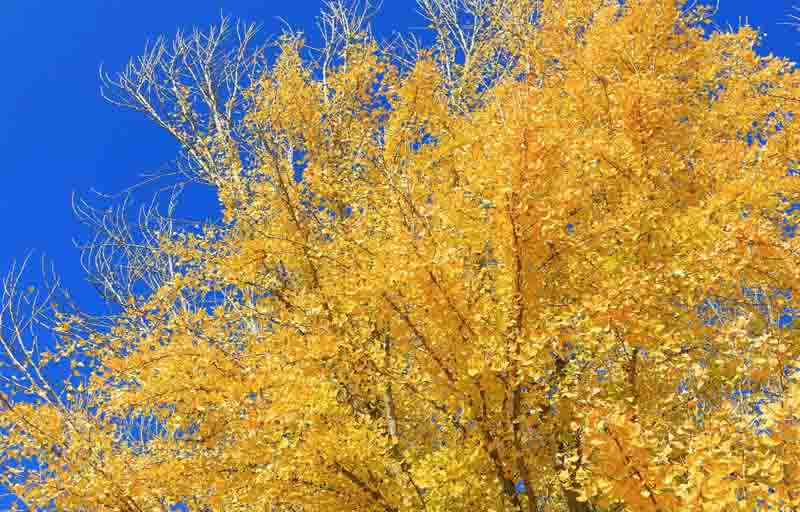 Ginkgo biloba 'Autumn Gold'