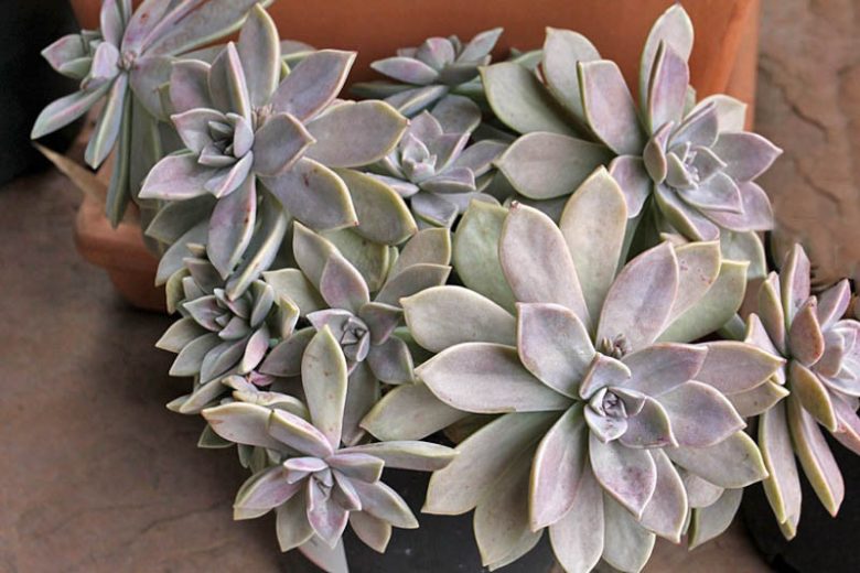 Graptopetalum paraguayense,Ghost Plant, Mother-Of-Pearl Plant,  Gray echeveria, Gray succulent,
