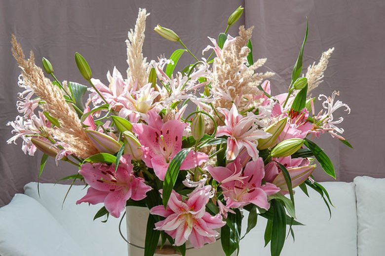 Lilium Roselily Felicia, Lily Felicia, Double Oriental Lily, Oriental Lilies, Pink Lilies, Fragrant lilies, Lily flower, Lily Flower