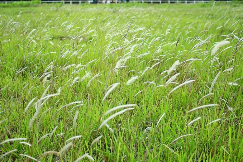 Imperata Cylindrica, Japanese Blood Grass, Cogon Grass, Ornamental grasses, Ornamental grass, Decorative grasses, grasses,