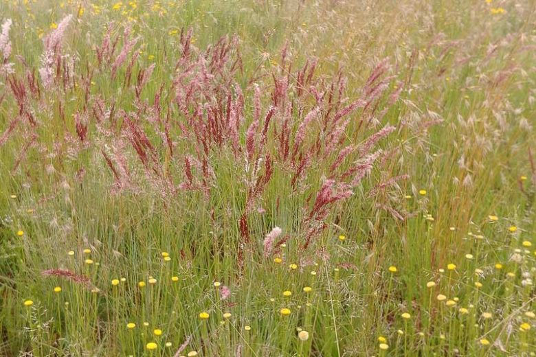 Melinis nerviglumis, Ruby Grass, Pink Bubble Grass, Bristle-Leaved Red Top, Ornamental Grass, Perennial grass, Fountain Grass