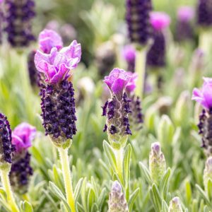 Lavandula Stoechas 'Anouk' , French Lavender 'Anouk', Spanish Lavender 'Anouk', Butterfly Lavender' Anouk',Purple Lavenders, Drought tolerant plant, Summer blooms, Deer resistant plants, fragrant flowers
