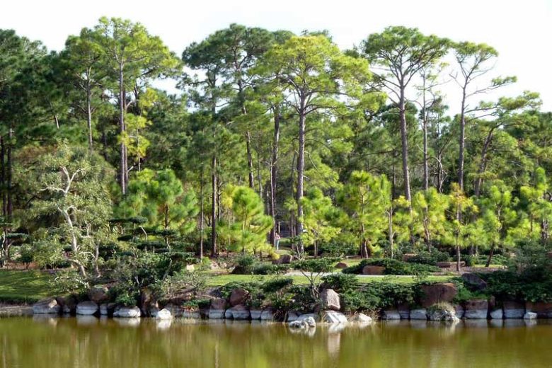 Pinus elliottii, Slash Pine,  Yellow Slash Pine, Swamp Pine, Florida Slash Pine, South Florida Slash Pine, Dade County Slash Pine, Dade County Pine, Cuban Pine, Evergreen Tree, Conifer