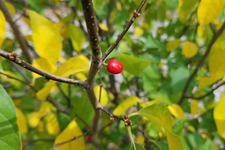 Lindera benzoin, Northern Spicebush, Spice Bush, Spicebush, Wild Allspice, Yellow Flowers, Red Berries