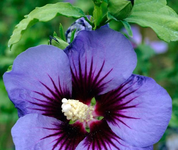 Hibiscus syriacus Ultramarine, Rose of Sharon Ultramarine, Shrub Althea Ultramarine, Flowering Shrub, Blue flowers, Blue Hibiscus