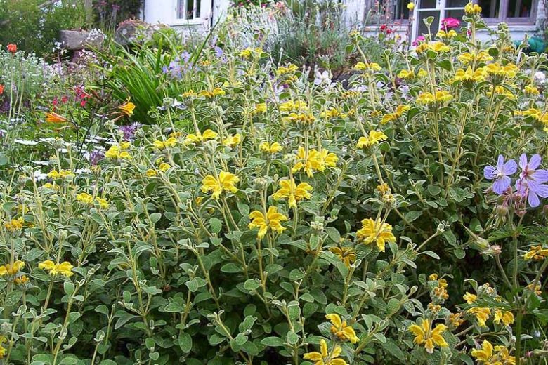 Phlomis lanata, Woolly Jerusalem Sage, Yellow Clary, Deer resistant perennials, Yellow perennials
