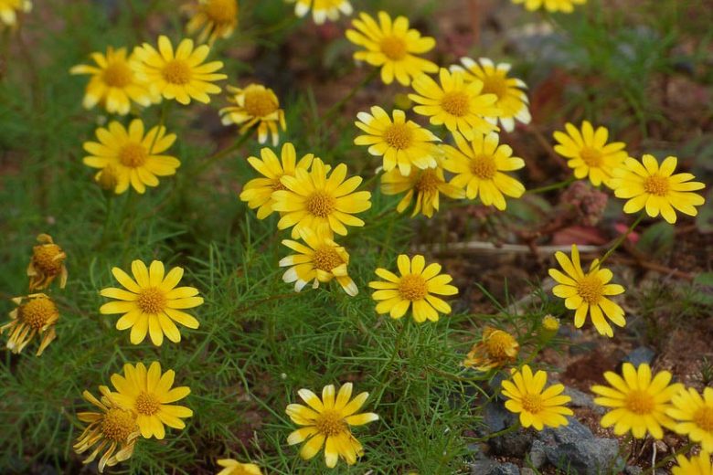 Thymophylla tenuiloba, Bristleleaf Pricklyleaf, Dahlberg Daisy, Golden Fleece, Shooting Star, Dyssodia tenuiloba, Yellow flowers