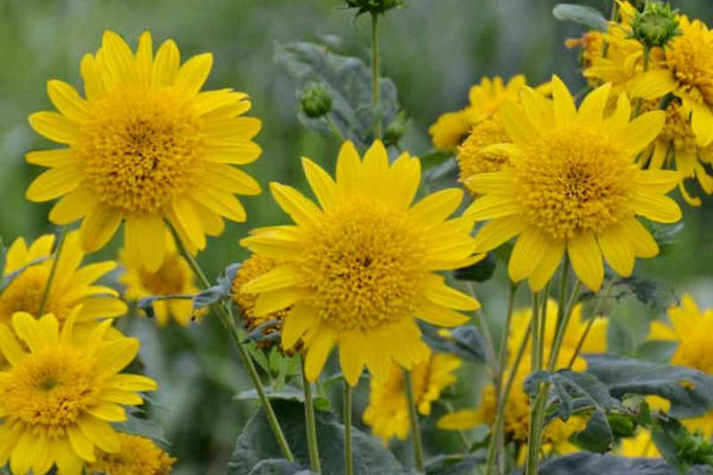 Helianthus Happy Days, Perennial Sunflower 'Happy Days', Yellow Flowers, Yellow Perennials