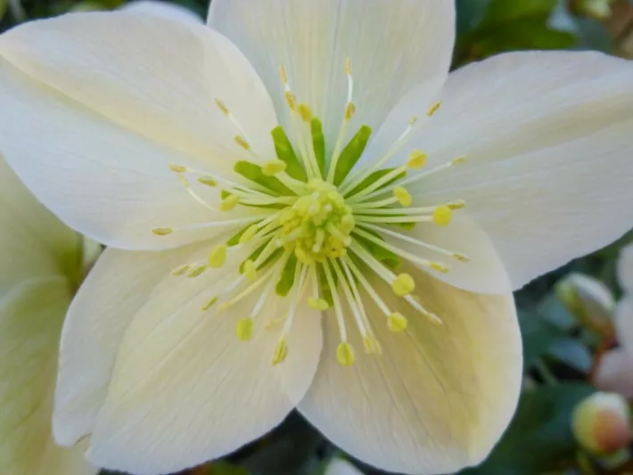 Helleborus x Ballardiae 'Candy Love',Hellebore Candy Love, Lenten Rose Candy Love, Hellebore Candy Love, White Hellebore, Shade Perennial, Winter Flowers