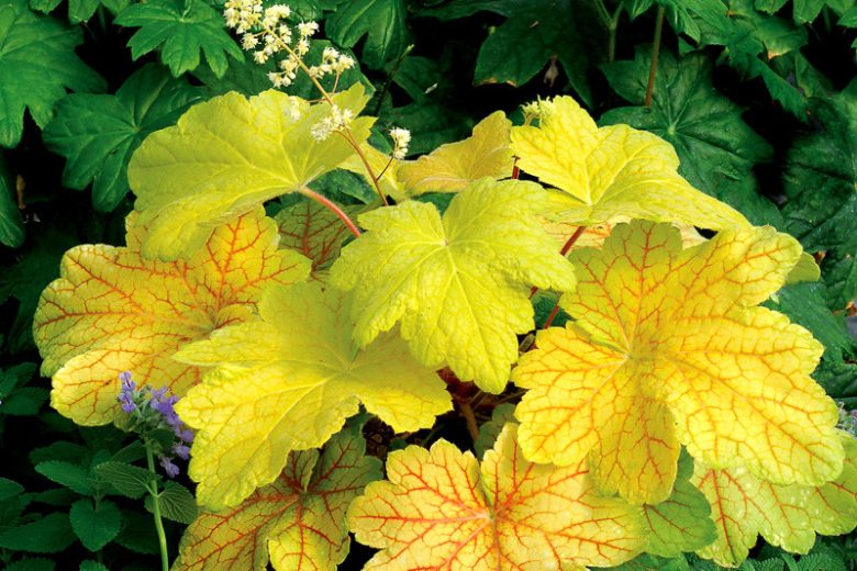 Heuchera 'Electric Lime', Coral Bells 'Electric Lime', Alum Root 'Electric Lime', Shade plants, Evergreen plants, Yellow Heuchera