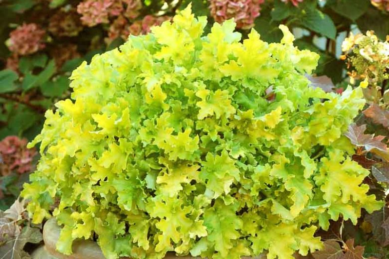 Heuchera 'Lime Marmalade' (Coral Bells)