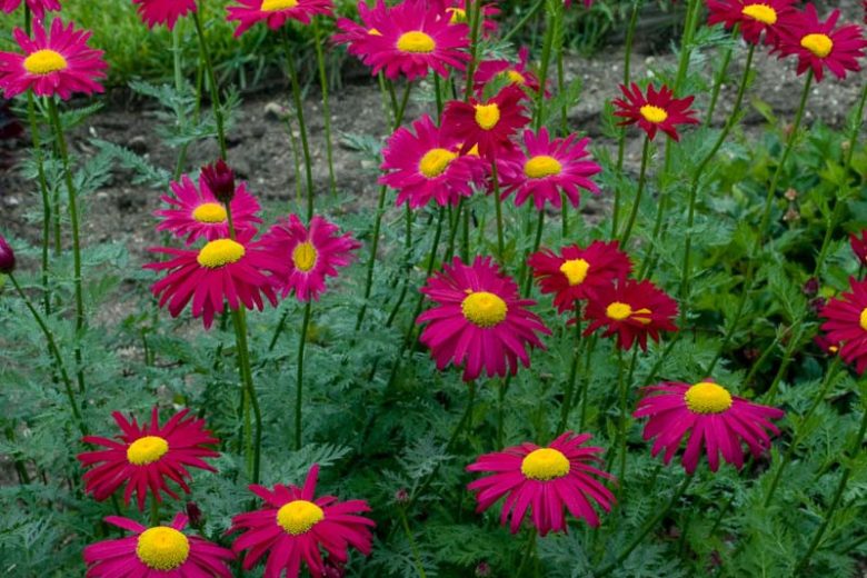 Tanacetum Coccineum 'Robinson's Red', Painted Daisy 'Robinson's Red', Pyrethrum 'Robinson's Red', Red flowers