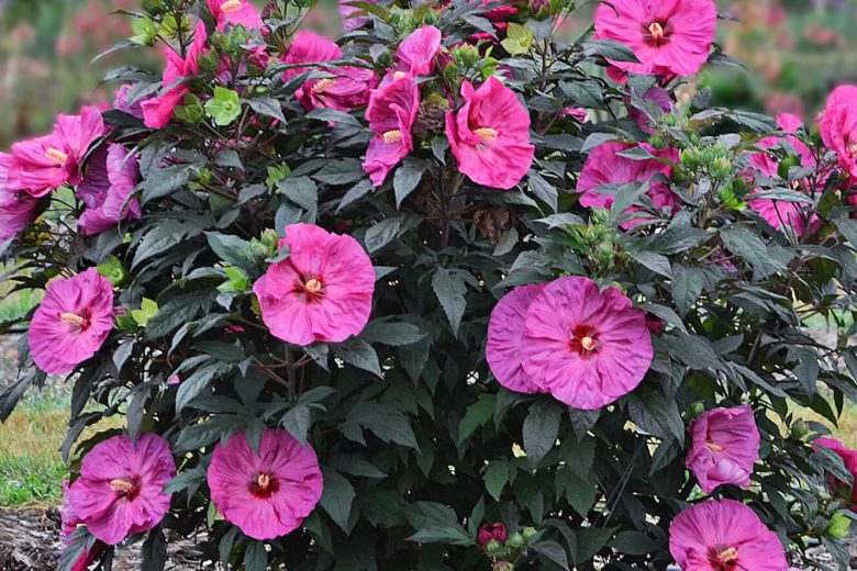 Hibiscus 'Berry Awesome', Rose Mallow 'Berry Awesome', Shrub Althea 'Berry Awesome', Summerific Collection, Flowering Shrub, Pink flowers, Pink Hibiscus