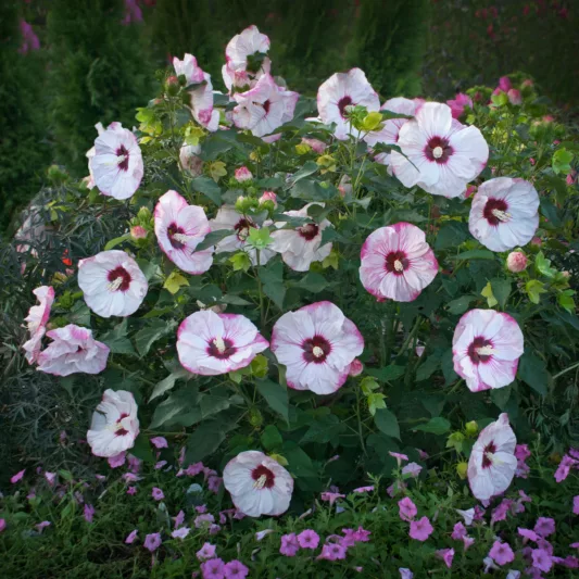 Hibiscus 'Cherry Cheesecake', Rose Mallow 'Cherry Cheesecake', Shrub Althea 'Cherry Cheesecake', Summerific Collection, Flowering Shrub, Pink flowers, Pink Hibiscus, White flowers, White Hibiscus