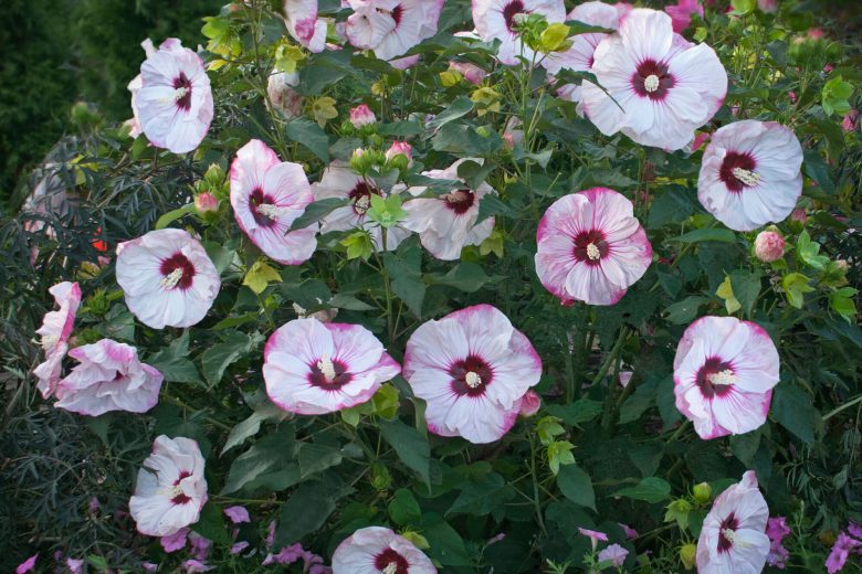 Hibiscus 'Cherry Cheesecake', Rose Mallow 'Cherry Cheesecake', Shrub Althea 'Cherry Cheesecake', Summerific Collection, Flowering Shrub, Pink flowers, Pink Hibiscus, White flowers, White Hibiscus