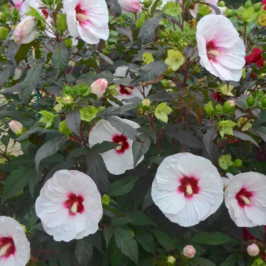 Hibiscus 'Mocha Moon', Rose Mallow 'Mocha Moon', Shrub Althea 'Mocha Moon, Flowering Shrub, White flowers, White Hibiscus