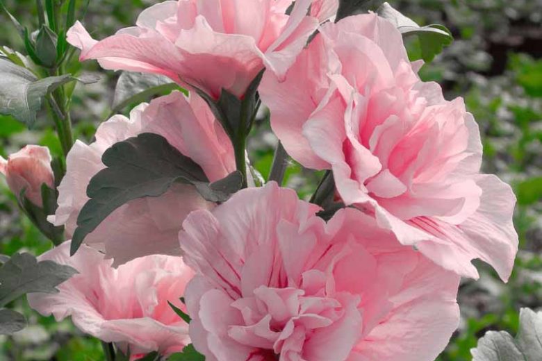 Hibiscus syriacus Pink Chiffon®, Rose of Sharon Pink Chiffon®, Shrub Althea Pink Chiffon®, Flowering Shrub, Pink flowers, Pink Hibiscus