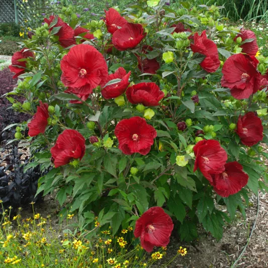 Hibiscus var. 'Cranberry Crush', Rose Mallow 'Cranberry Crush', Hardy Hibiscus 'Cranberry Crush', Summerific Collection, Flowering Shrub, Red flowers, Red Hibiscus