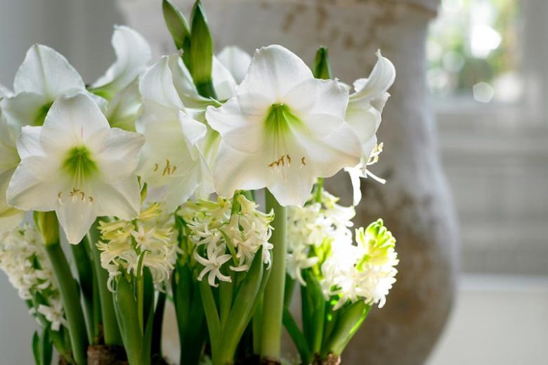Amaryllis Mont Blanc, Amarylis Bulbs, Hippeastrum Mont Blanc, Hippeastrum Bulbs, White Flowers, White Amaryllis