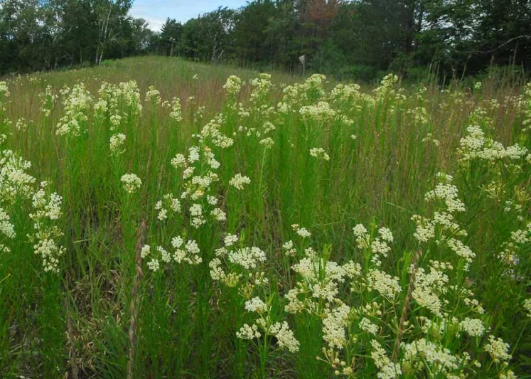 Asclepias verticillata, Whorled Milkweed, Eastern Whorled Milkweed, Prairie Perennial