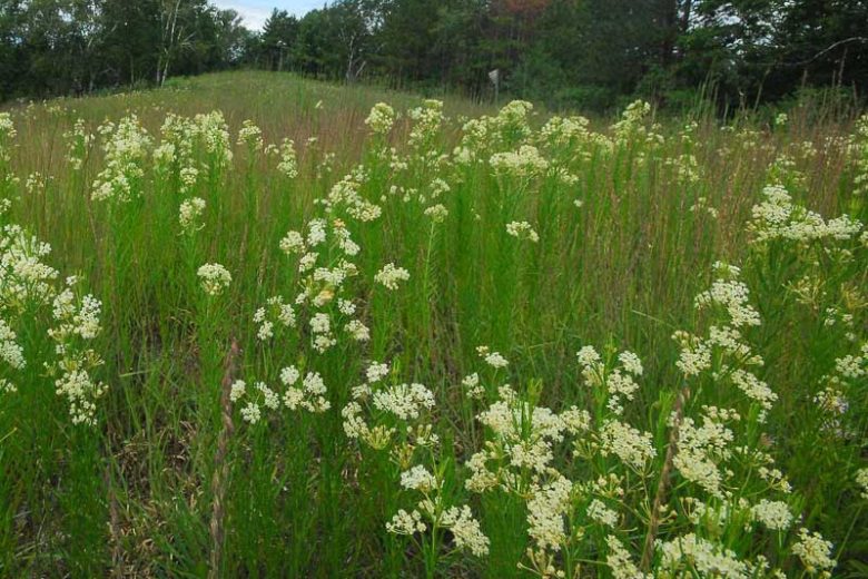 Asclepias verticillata, Whorled Milkweed, Eastern Whorled Milkweed, Prairie Perennial