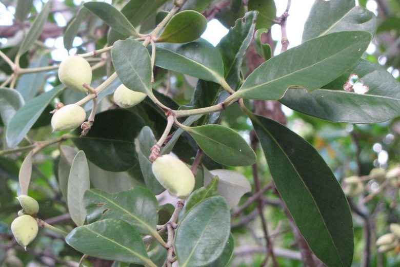 Avicennia germinans, Black Mangrove, Avicennia nitida, Florida Native Shrub, Florida Native Tree, Evergreen Shrub, Evergreen Tree