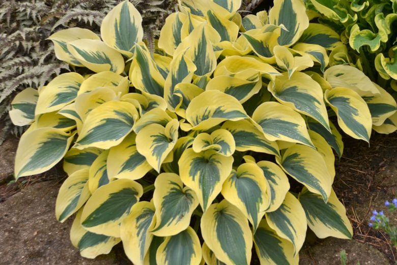 Hosta Autumn Frost, Variegated Plantain lily, Plantain Lily 'Autumn Frost', 'Autumn Frost' Hosta, Blue Hosta, Shade perennials, Plants for shade
