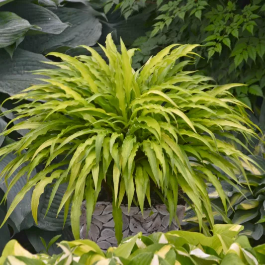 Hosta Curly Fries, Variegated Plantain lily, Plantain Lily 'Curly Fries', Shade perennials, Plants for shade