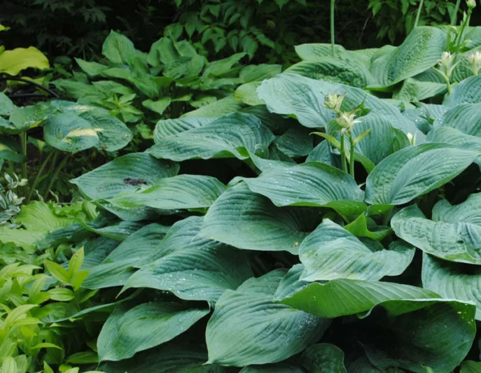 Hosta 'Humpback Whale',  Plantain Lily 'Humpback Whale', 'Humpback Whale' Hosta, Giant Hosta, Blue Hostas, Shade perennials, Plants for shade