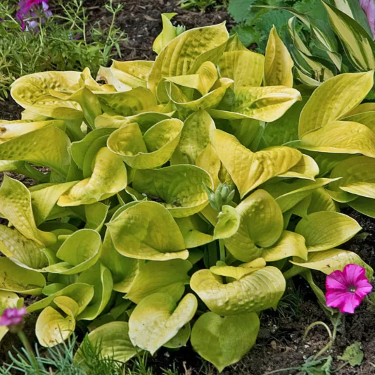 Hosta Maui Buttercups, Golden Plantain lily, Plantain Lily 'Maui Buttercups', Shade perennials, Plants for shade