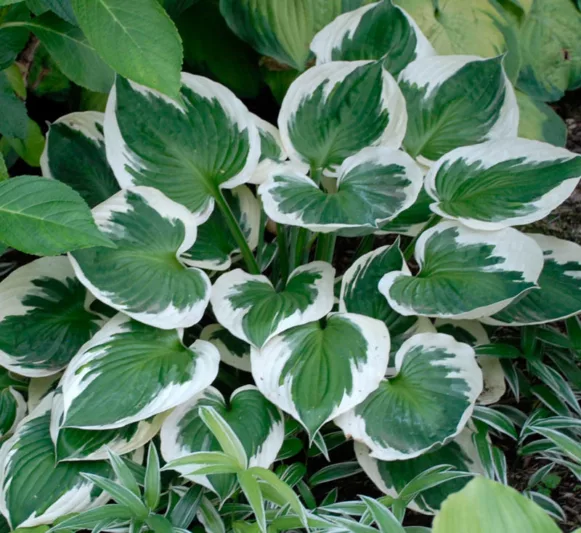 Hosta Minuteman, Variegated Plantain lily, Plantain Lily 'Minuteman', Shade perennials, Plants for shade